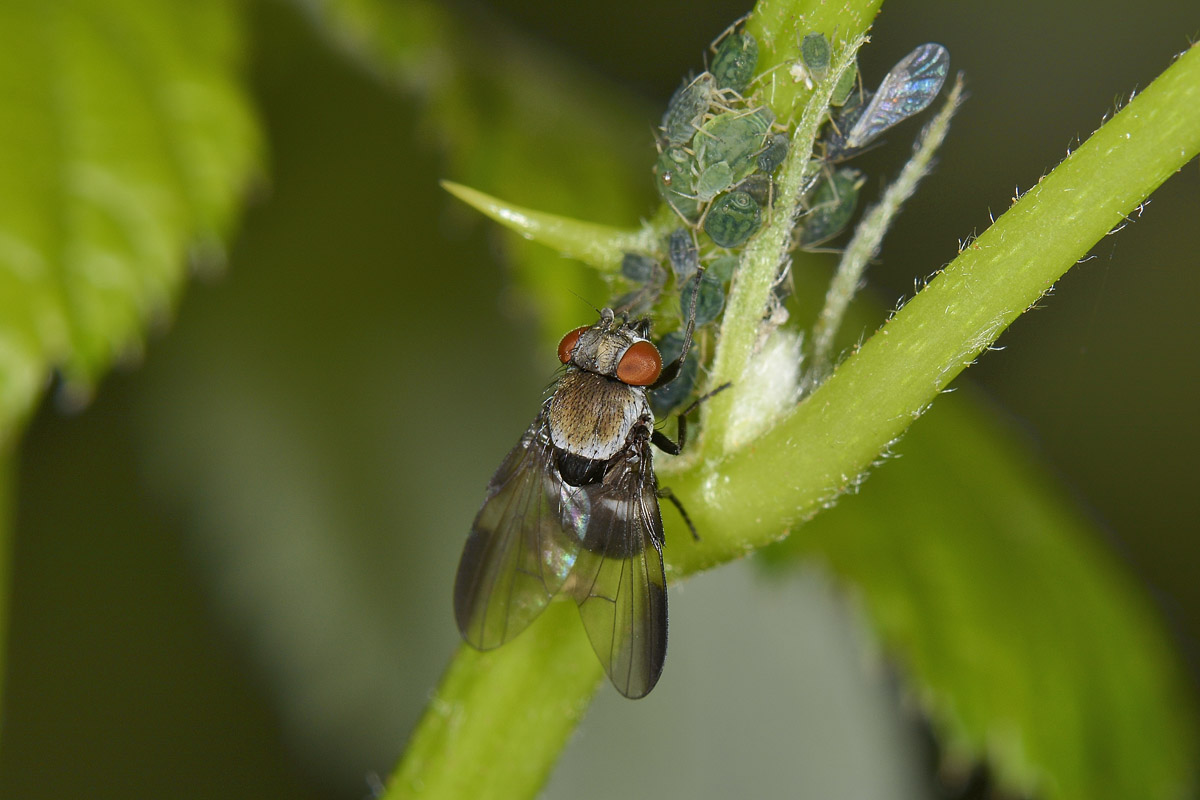 Milichia speciosa (Milichiidae)